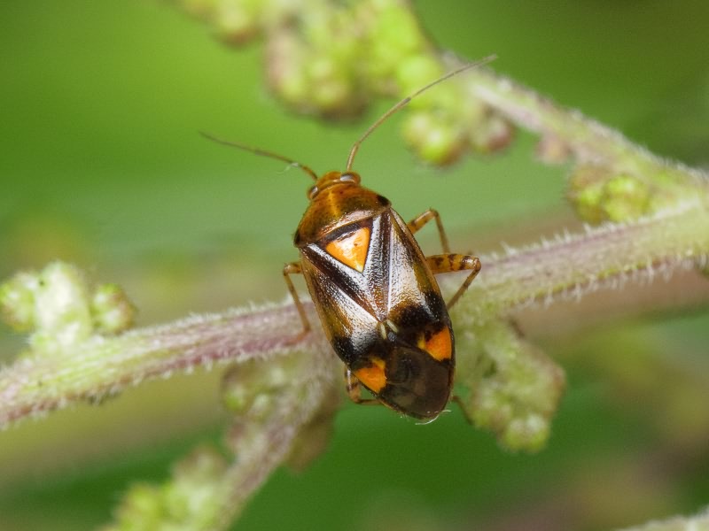 Liocoris tripustulatus (Fabricius, 1781)